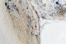 Best Commercial Mold Inspection  in Glen Dale, WV